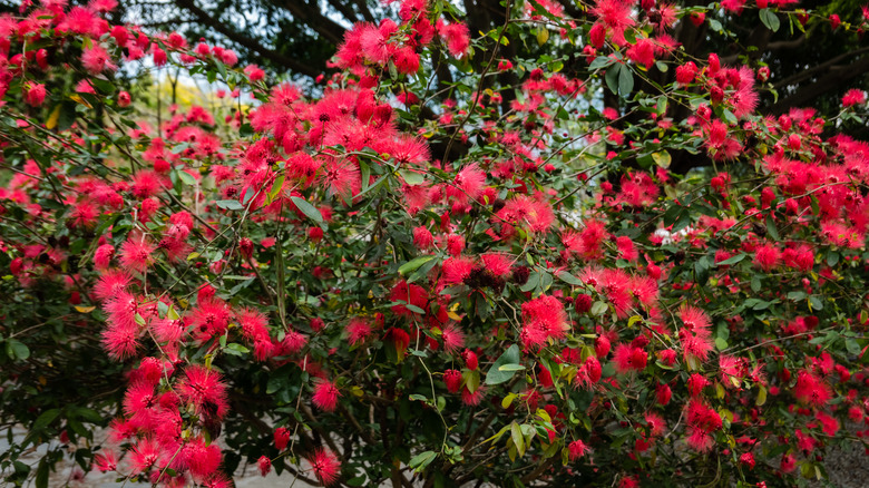 Red blooming Calliandra haematocephala