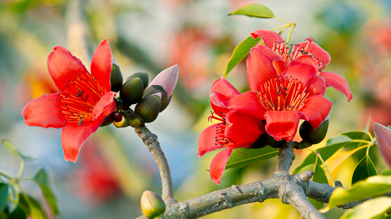 Bombax ceiba flowers