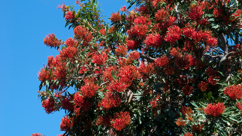 Red blooming Alloxylon flammeum