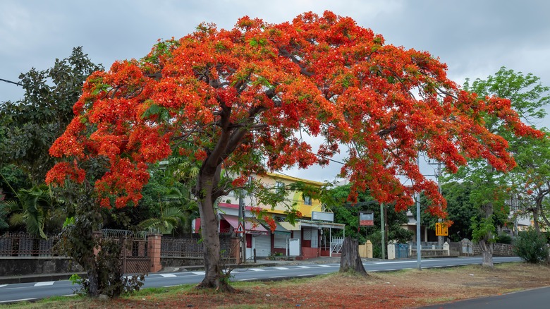 Large Delonix regia