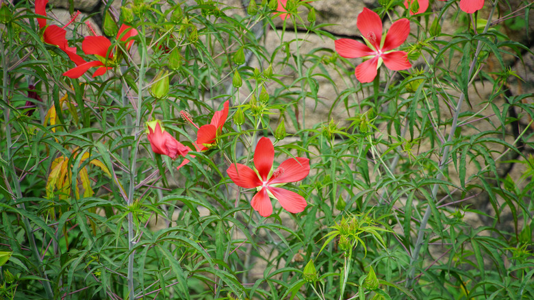 Blooming Hibiscus coccineus