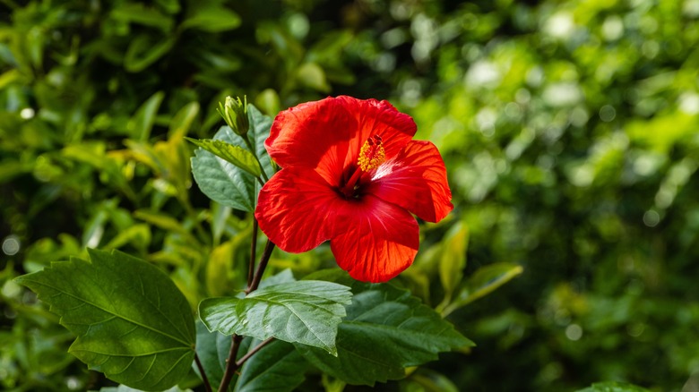 Red blooming Hibiscus rosa-sinensis