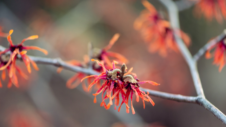 Hamamelis x intermedia 'Diane' blooming