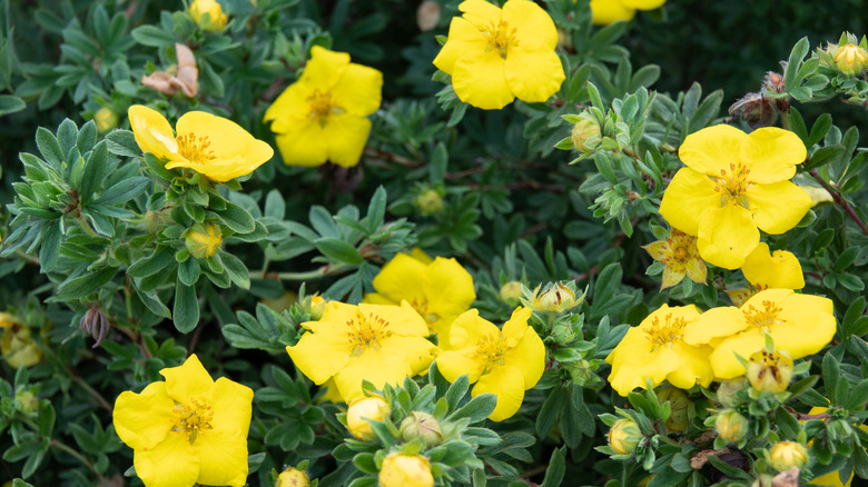 Dasiphora fruticosa blossoms