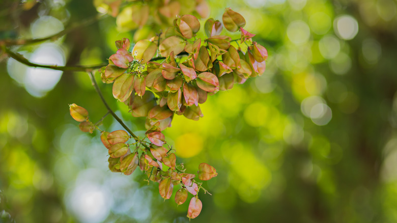 Leaves of Koelreuteria bipinnata