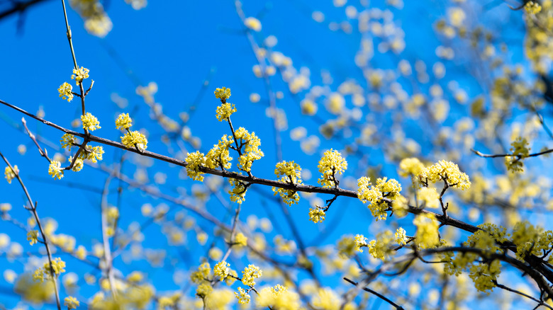 Cornus mas branches flowering