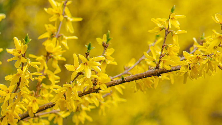 Forsythia x intermedia blooming branch