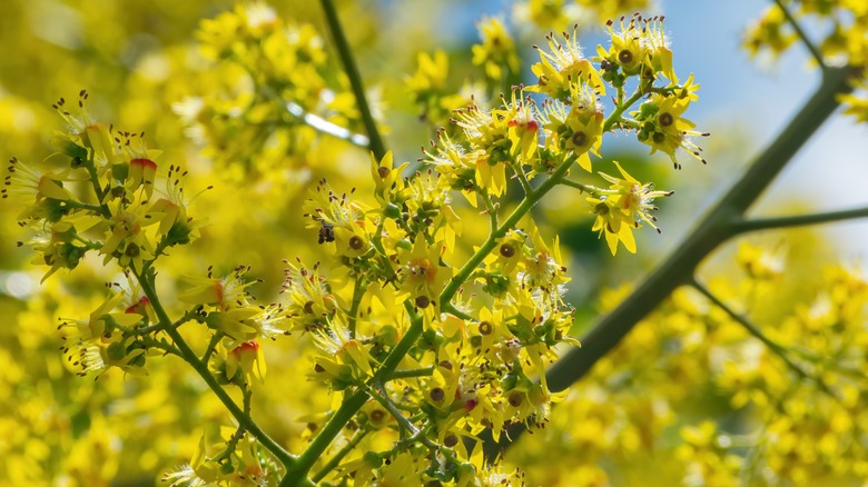 Koelreuteria paniculata tree blooming