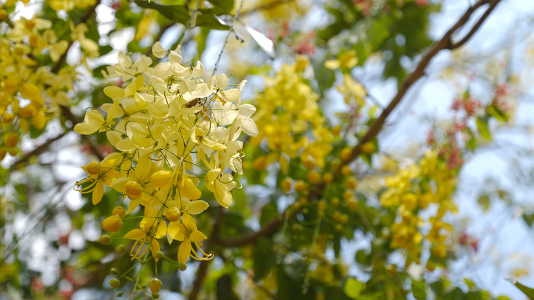 Blossoms on Cassia fistula