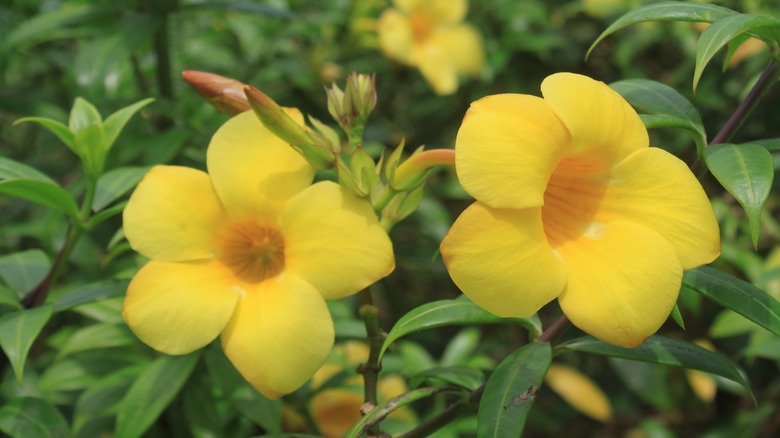 Yellow flowers on Allamanda cathartica