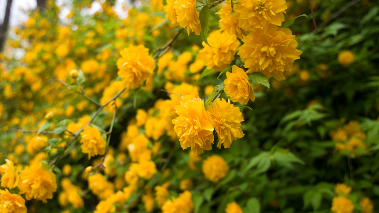 Yellow blooming Kerria japonica