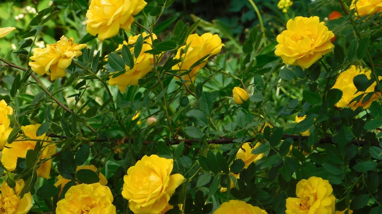 Yellow rose bush