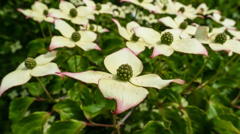 Yellow Cornus kousa flowers