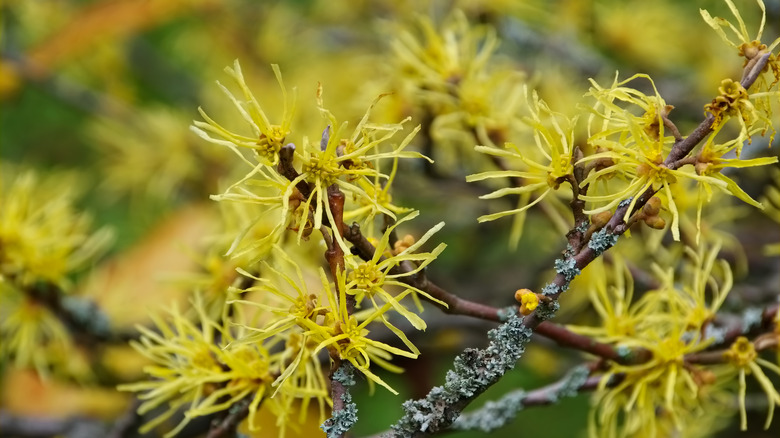 Blooming Hamamelis virginiana