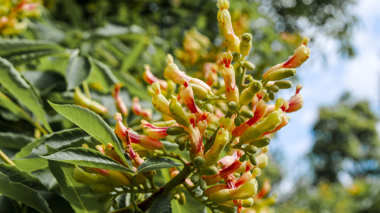 Yellow flowers of Aesculus flava