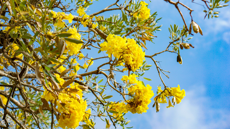 Yellow Tabebuia rosea flowers