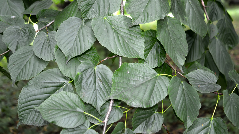 American linden leaves