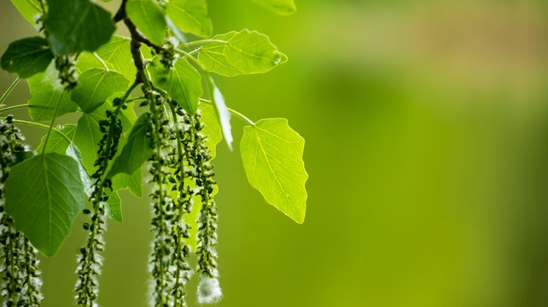 Branch of birch tree