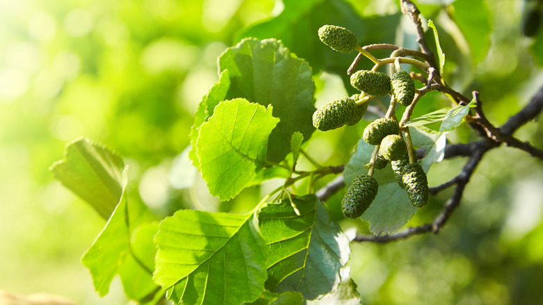 Branch of Alnus glutinosa