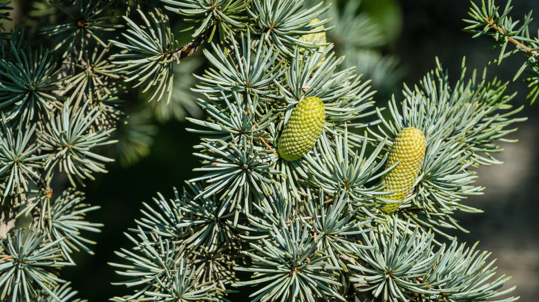 Closeup branches of cedar tree