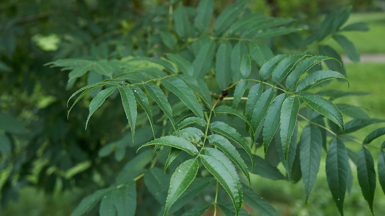 Closeup ash tree leaves