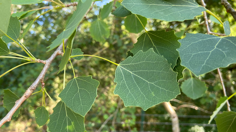 Cottonwood tree leaves