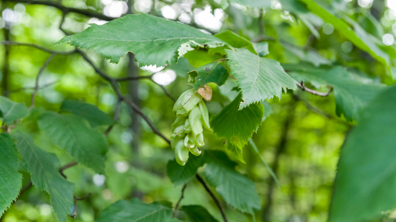 Eastern ironwood leaves