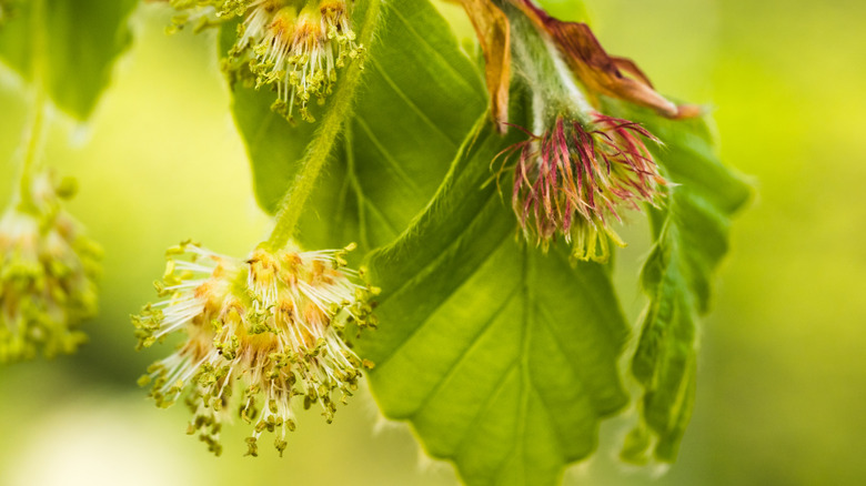 European beech leaves