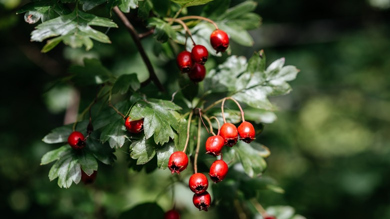 Closeup hawthorn leaves and berries