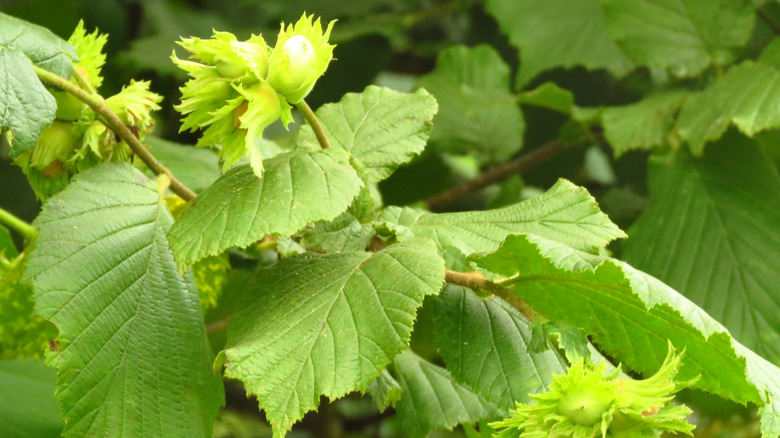 Nuts of common hazel