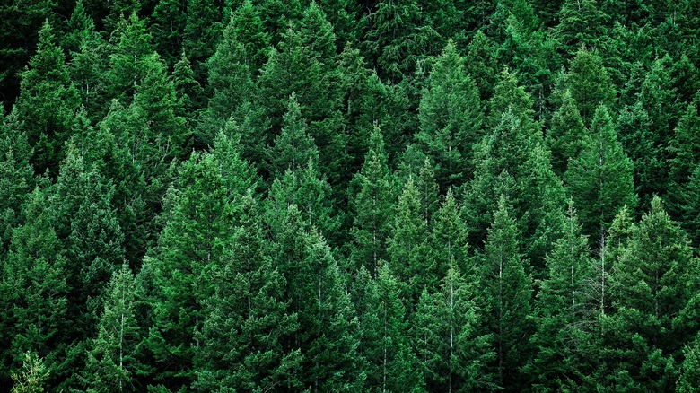 Pine tree forest