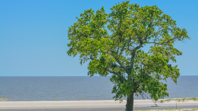 Green elm tree