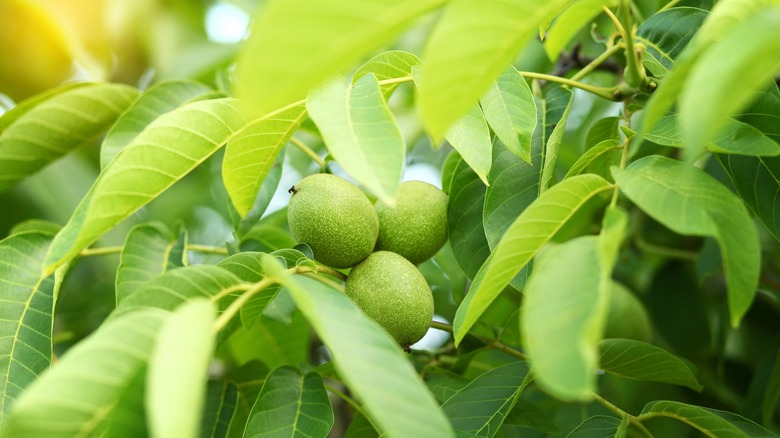 Walnut on tree