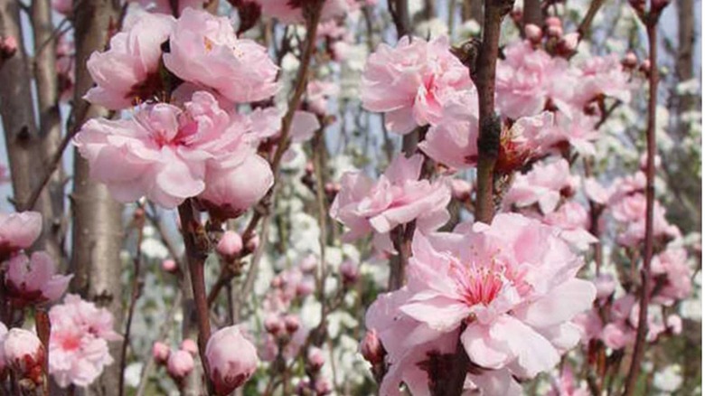 Pink flowering ornamental peach tree