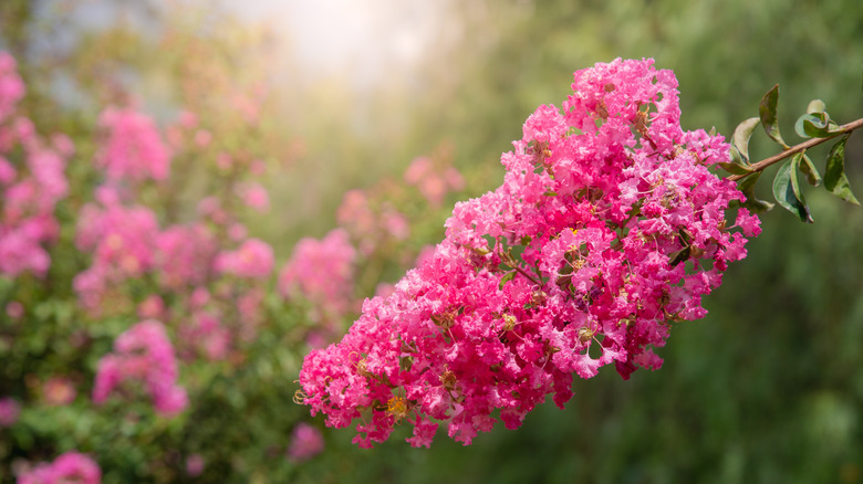 a crape myrtle blossom