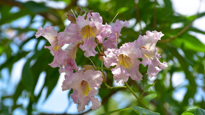 desert willow tree flowers