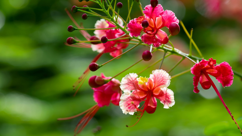 a pink dwarf poinciana tree