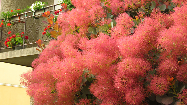 a flowering pink smoketree