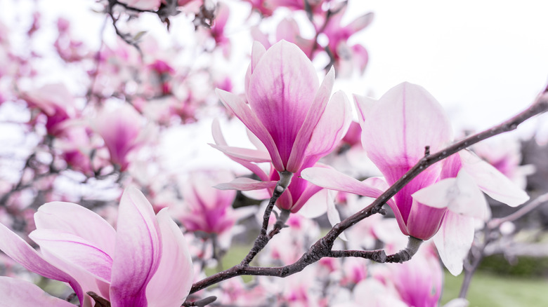 A Jane Magnolia tree branch