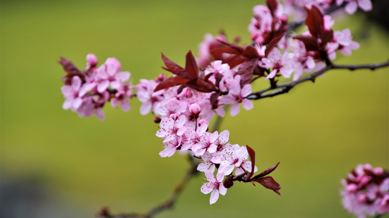 Branch on flowering plum tree