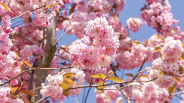 blooming kwanzan cherry tree