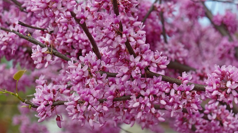 An Oklahoma Redbud blooming branch