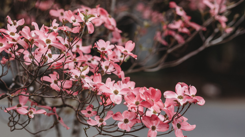 pink flowering dogwood tree