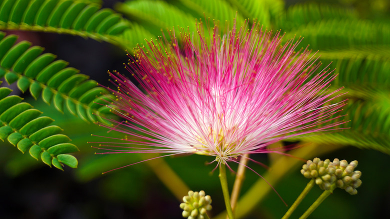 Bloom on pink mimosa tree