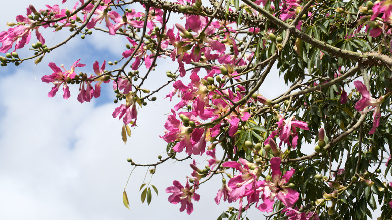 Pink Silk Floss Tree branch