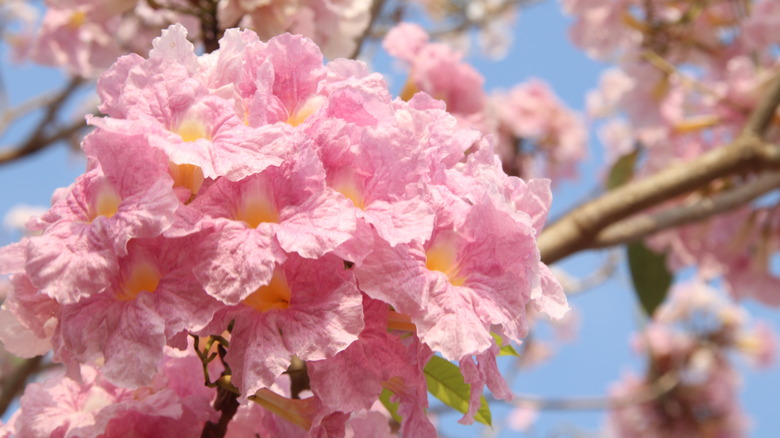 Blossoms of pink trumpet flowers