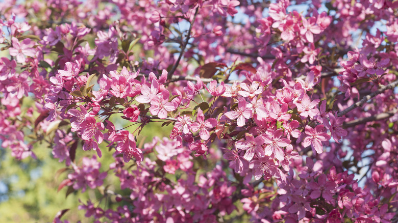 Prairifire Crabapple Tree blooming