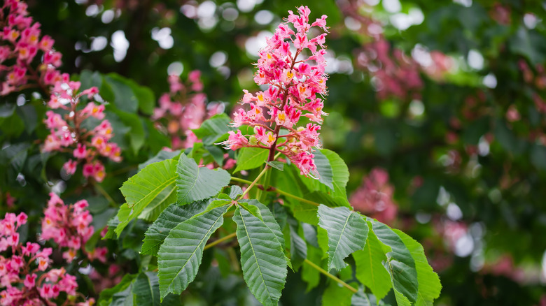 Red Horse-chestnut tree bloom