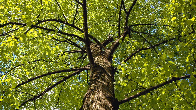 An American Linden tree in bloom