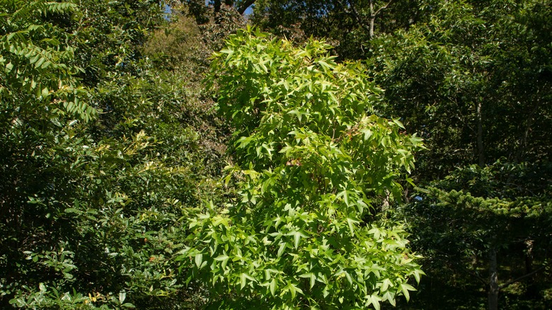 American sweetgum tree in nature